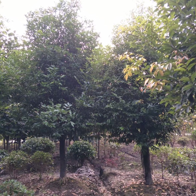 天竺桂成都天竺桂基地四川天竺桂苗圃天竺桂熟货直销