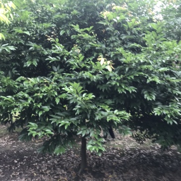 天竺桂成都天竺桂基地四川天竺桂苗圃天竺桂熟货直销