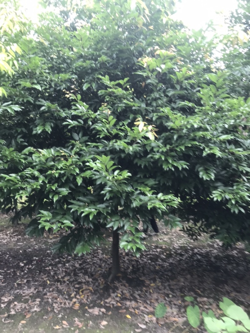 天竺桂成都天竺桂基地四川天竺桂苗圃天竺桂熟货直销