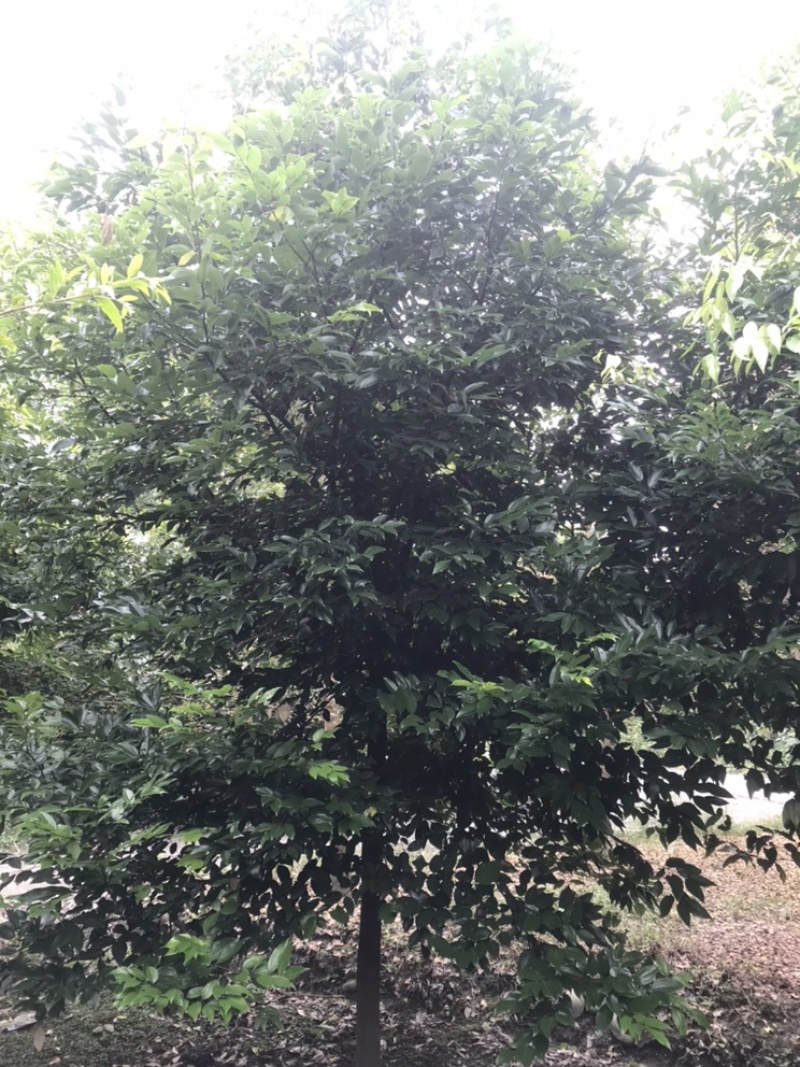 天竺桂成都天竺桂基地四川天竺桂苗圃天竺桂熟货直销