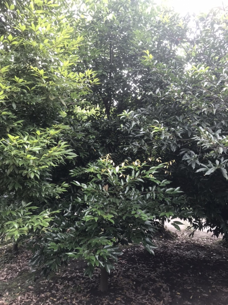 天竺桂成都天竺桂基地四川天竺桂苗圃天竺桂熟货直销