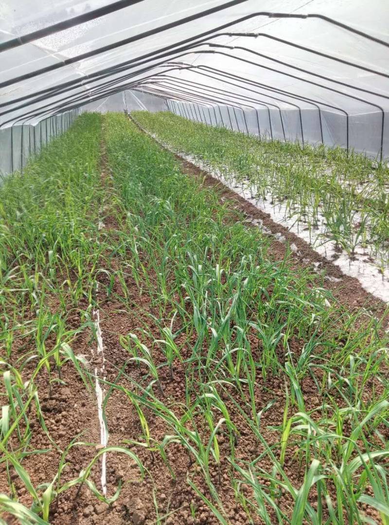 科技示范园甘蔗种甘蔗苗，品种齐全，全程免费技术指导
