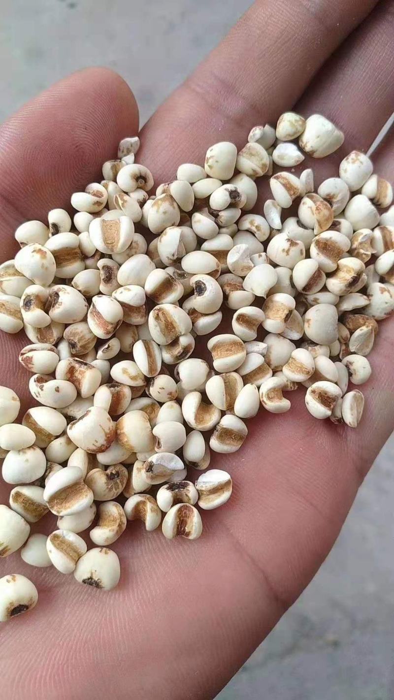 贵州薏仁米，颜色白，除湿