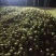 榨菜提前预定，量大从优