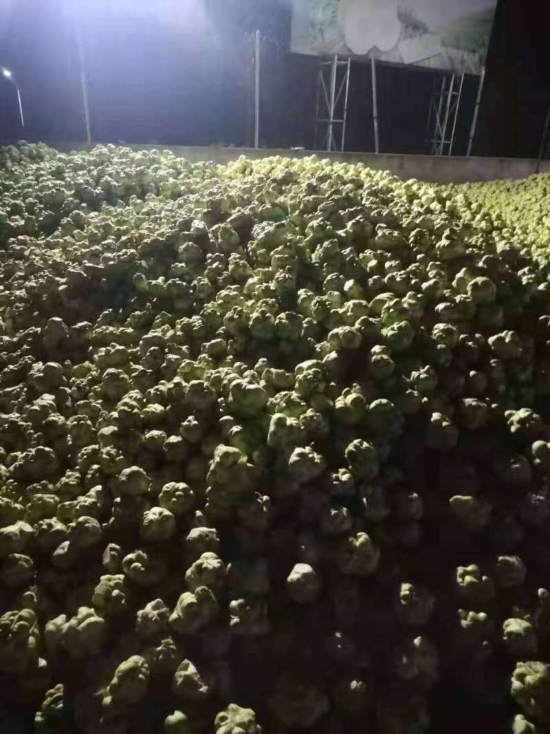 榨菜提前预定，量大从优
