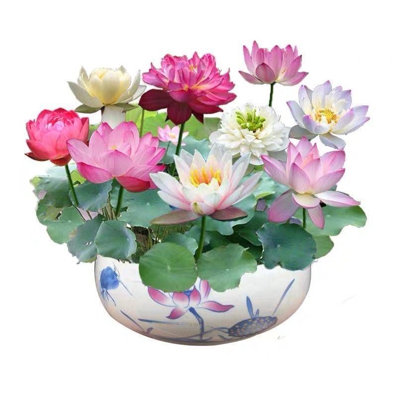 碗莲种藕水培植物四季开花室内水养莲花种子睡莲种子水生荷花