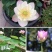碗莲种藕水培植物四季开花室内水养莲花种子睡莲种子水生荷花