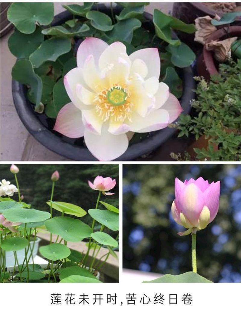 碗莲种藕水培植物四季开花室内水养莲花种子睡莲种子水生荷花