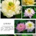 碗莲种藕水培植物四季开花室内水养莲花种子睡莲种子水生荷花