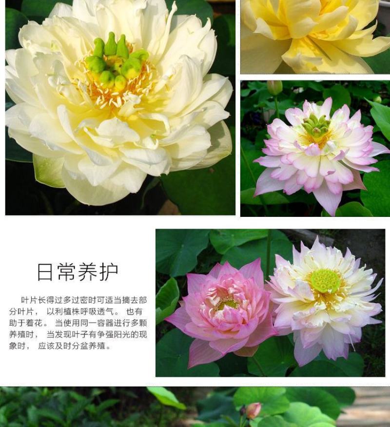 碗莲种藕水培植物四季开花室内水养莲花种子睡莲种子水生荷花