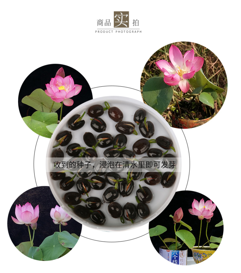 碗莲种藕水培植物四季开花室内水养莲花种子睡莲种子水生荷花