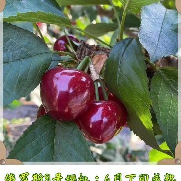 云南樱桃苗大樱桃苗车厘子苗红灯美早俄8包挂果免费技术指导