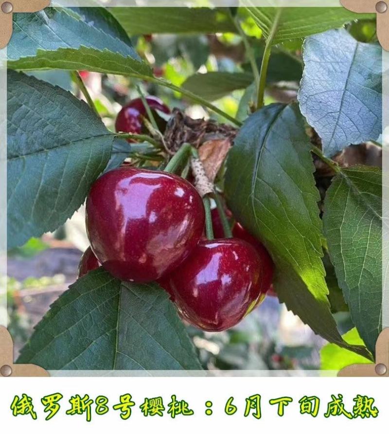云南樱桃苗大樱桃苗车厘子苗红灯美早俄8包挂果免费技术指导