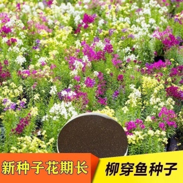 柳穿鱼种子姬金鱼草混色耐寒多年花卉庭院阳台盆栽春天易种