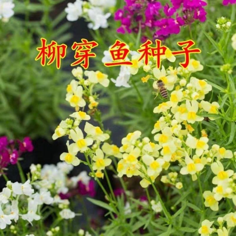 柳穿鱼种子姬金鱼草混色耐寒多年花卉庭院阳台盆栽春天易种