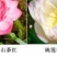碗莲种藕水培植物四季开花室内水养莲花种子睡莲种子水生荷花