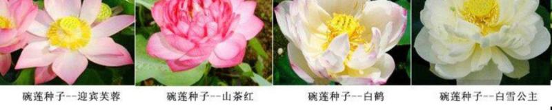 碗莲种藕水培植物四季开花室内水养莲花种子睡莲种子水生荷花