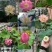 碗莲种藕水培植物四季开花室内水养莲花种子睡莲种子水生荷花