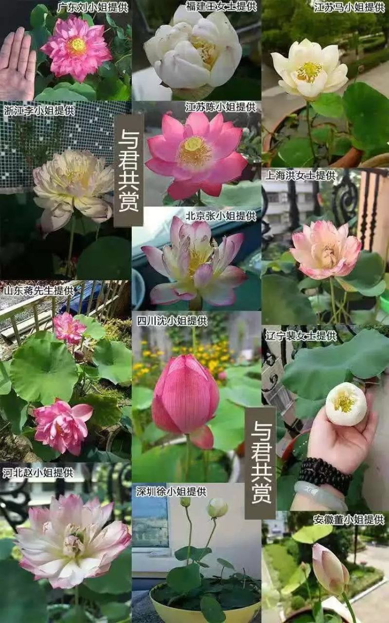 碗莲种藕水培植物四季开花室内水养莲花种子睡莲种子水生荷花