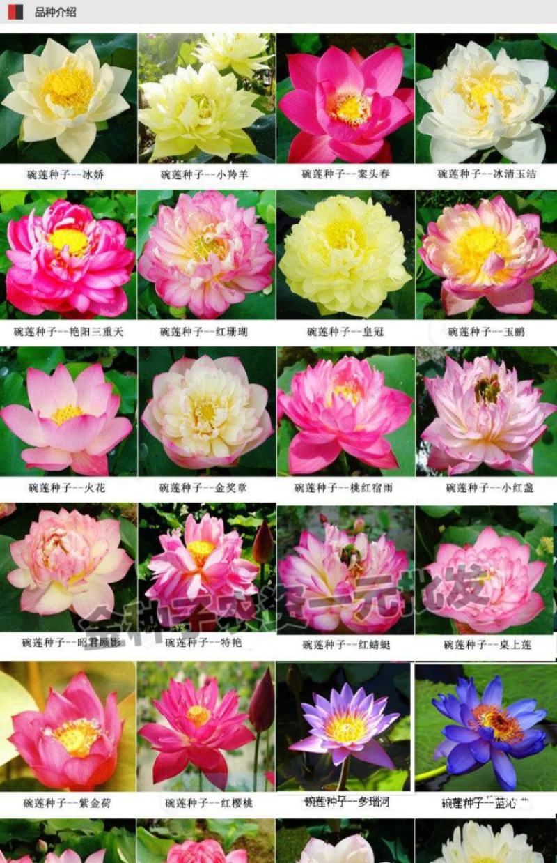 碗莲种藕水培植物四季开花室内水养莲花种子睡莲种子水生荷花