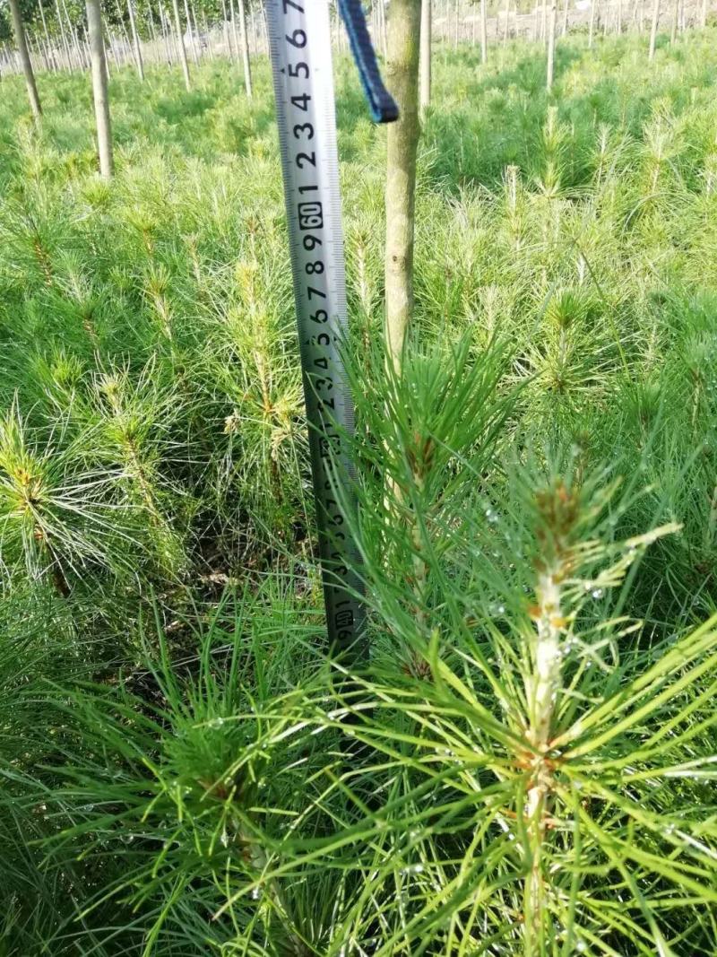 湿地松小苗，1公分一米高湿地松，1-15公分湿地松大量供