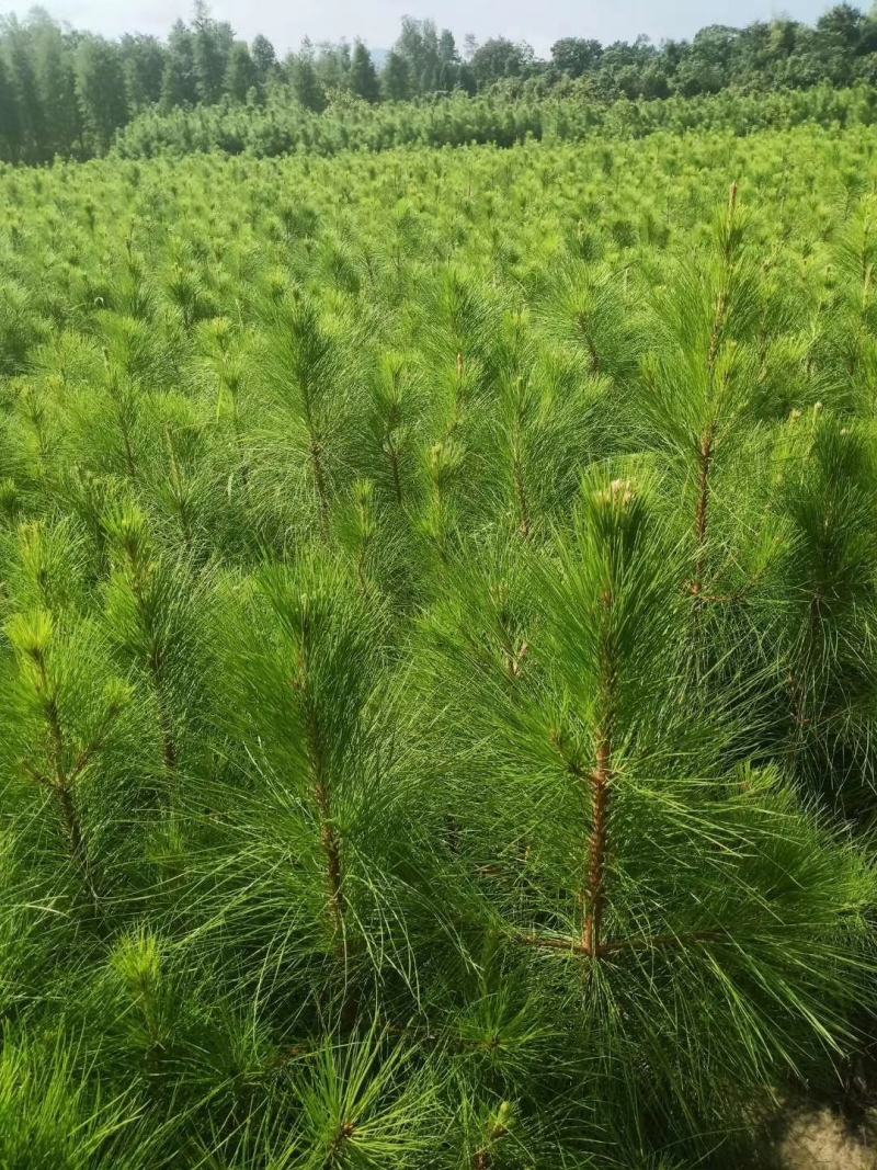湿地松小苗，1公分一米高湿地松，1-15公分湿地松大量供