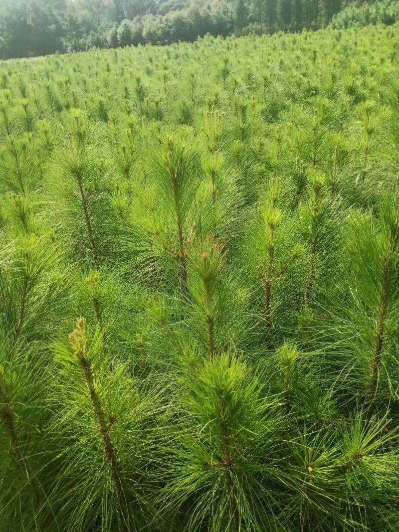 湿地松小苗，1公分一米高湿地松，1-15公分湿地松大量供