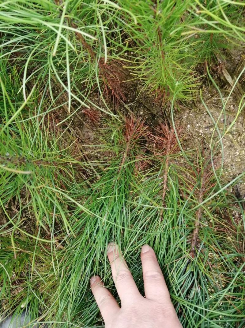 湿地松小苗，1公分一米高湿地松，1-15公分湿地松大量供