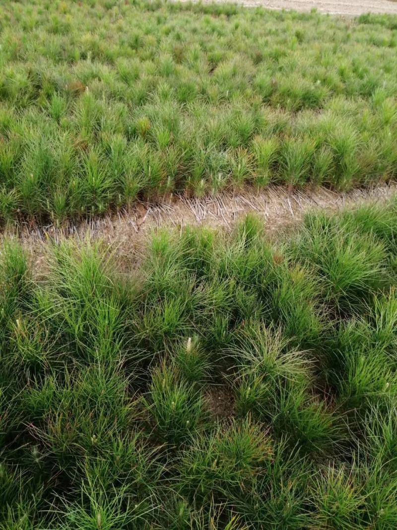 湿地松小苗，1公分一米高湿地松，1-15公分湿地松大量供