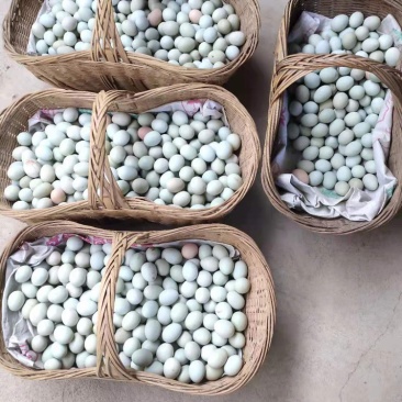 绿壳土鸡蛋，纯玉米粮食散养