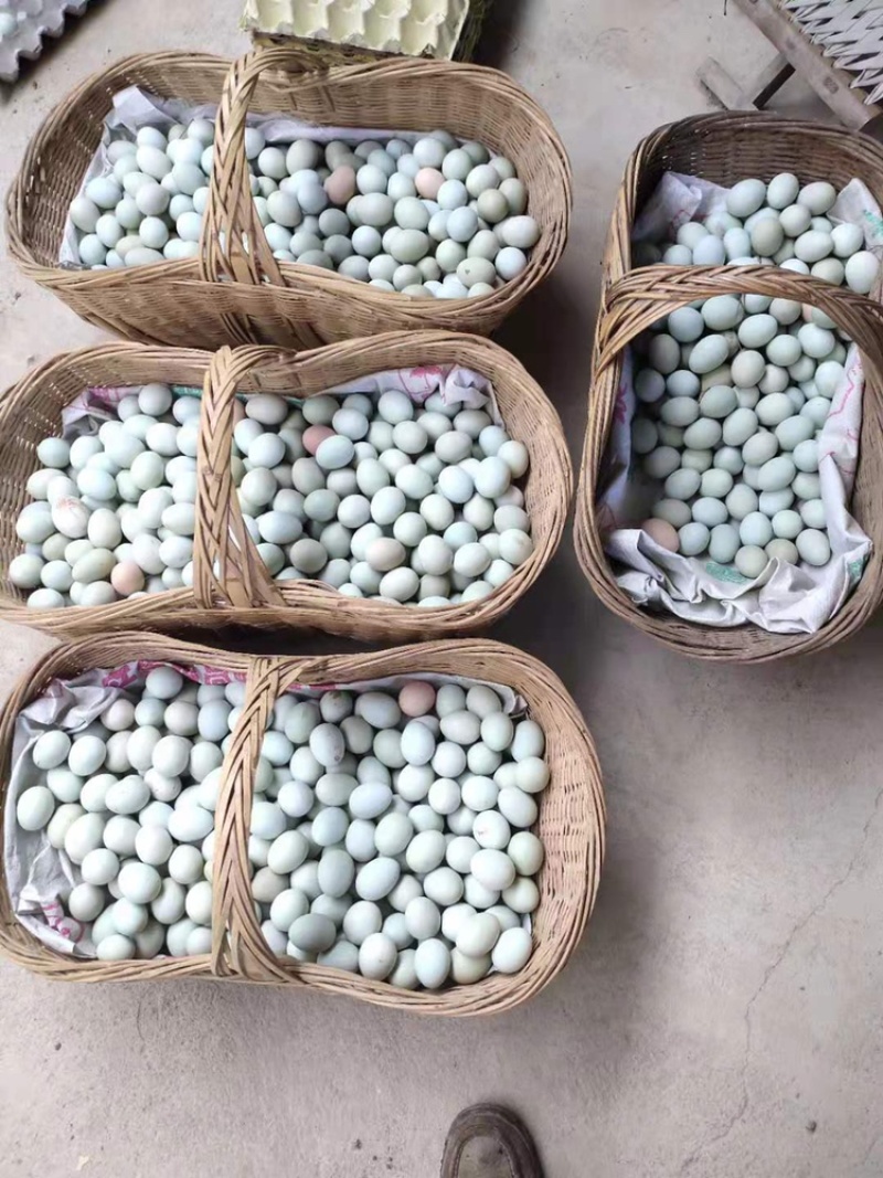 绿壳土鸡蛋，纯玉米粮食散养
