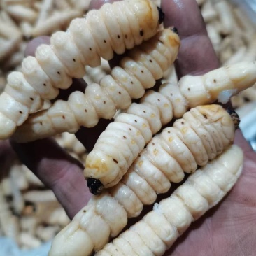 柴虫木虫咔虫野生食用哈虫