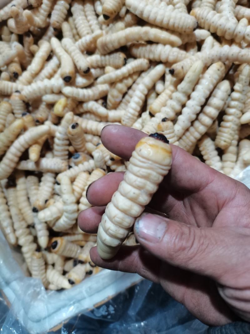 柴虫木虫咔虫野生食用哈虫
