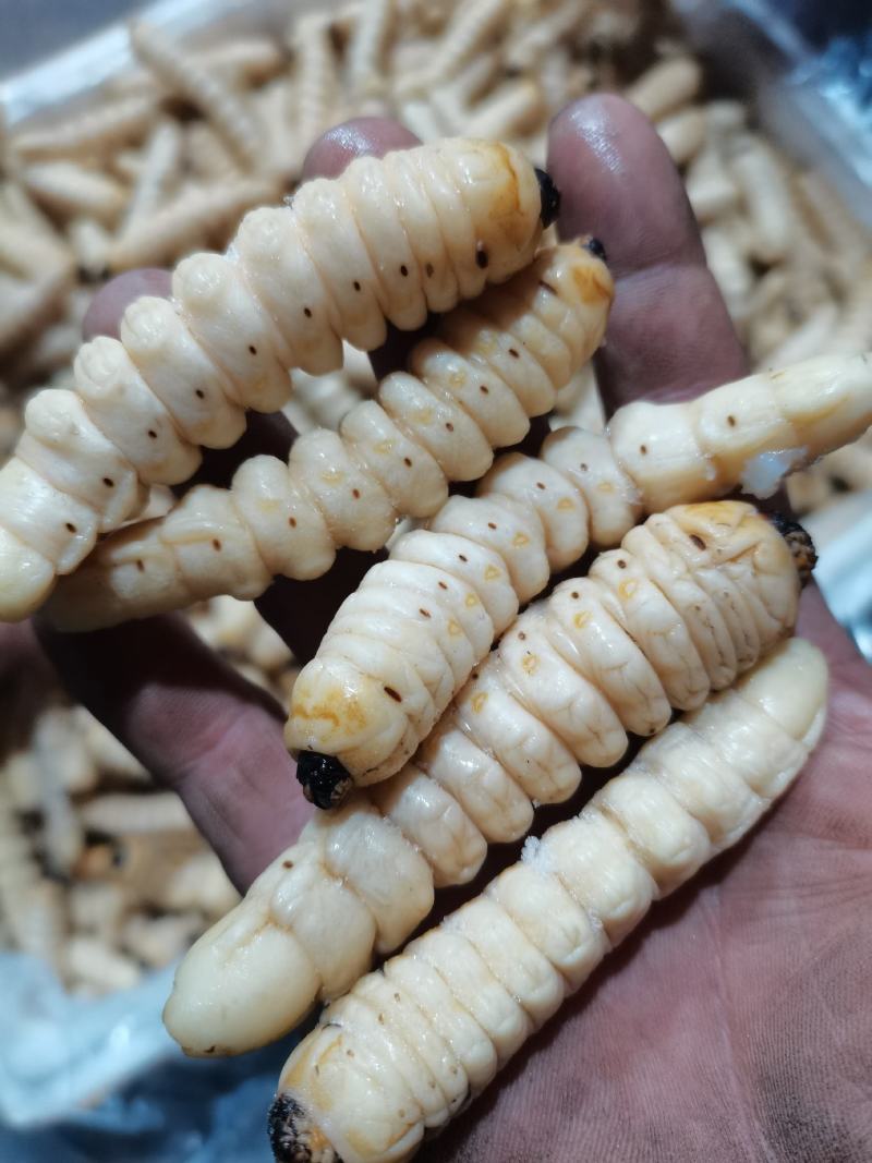 柴虫木虫咔虫野生食用哈虫