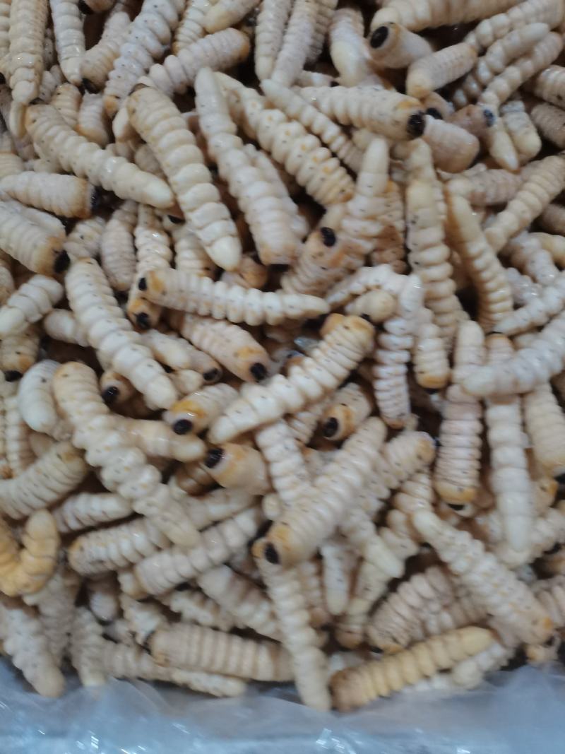 柴虫木虫咔虫野生食用哈虫
