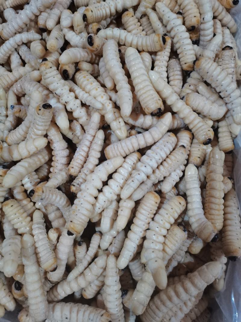 柴虫木虫咔虫野生食用哈虫