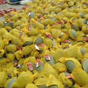 海南精品小密二十五号海沙地哈密瓜