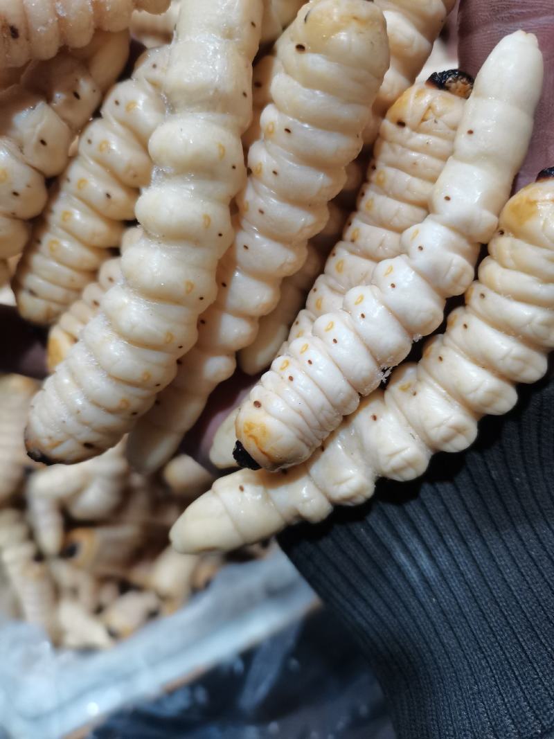 柴虫木虫咔虫野生食用哈虫