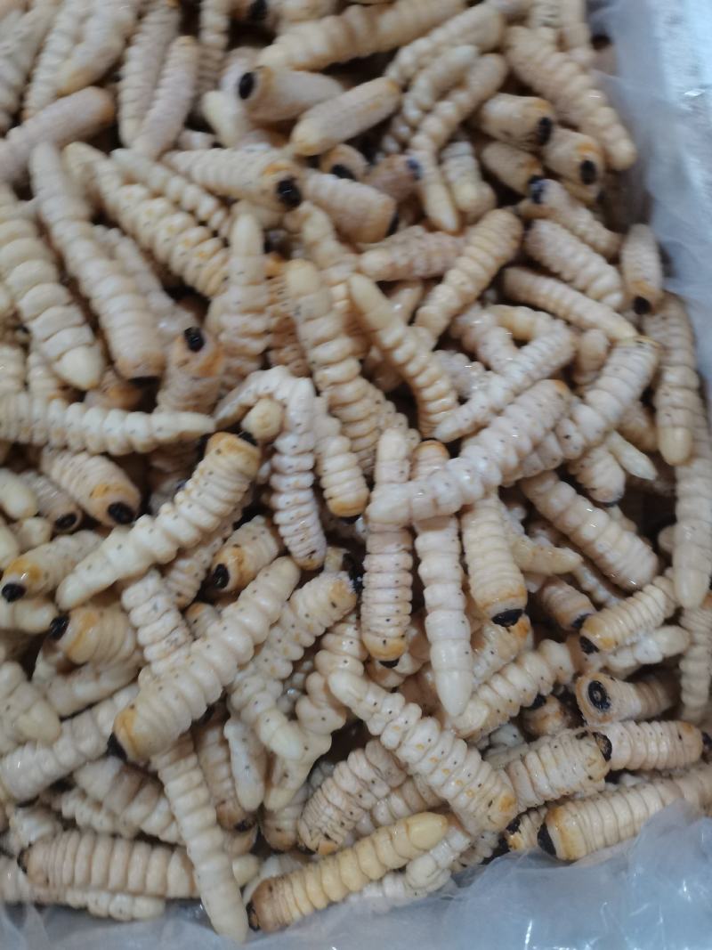 柴虫木虫咔虫野生食用哈虫