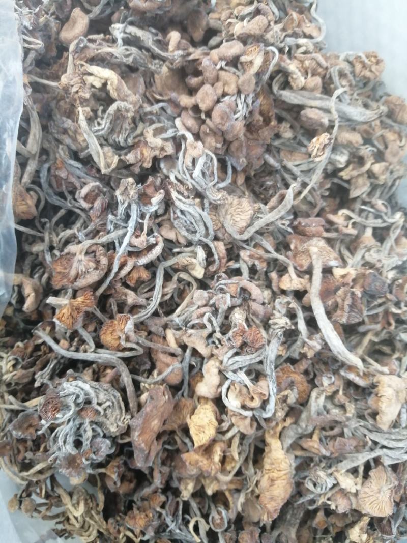 出售野蘑菇东北榛蘑树楸菌