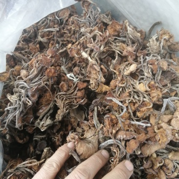 出售野蘑菇东北榛蘑树楸菌