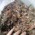 出售野蘑菇东北榛蘑树楸菌