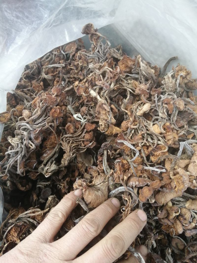 出售野蘑菇东北榛蘑树楸菌