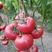 早春西红柿苗，番茄苗抗死棵、抗叶霉叶斑，深粉高硬度，大果