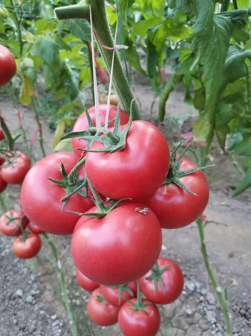 早春西红柿苗，番茄苗抗死棵、抗叶霉叶斑，深粉高硬度，大果