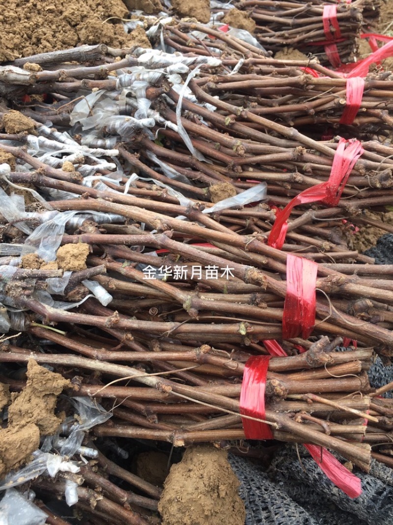 夏黑葡萄苗优质葡萄种苗金华葡萄苗基地