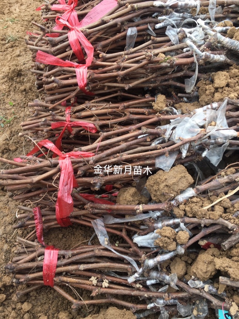 夏黑葡萄苗优质葡萄种苗金华葡萄苗基地