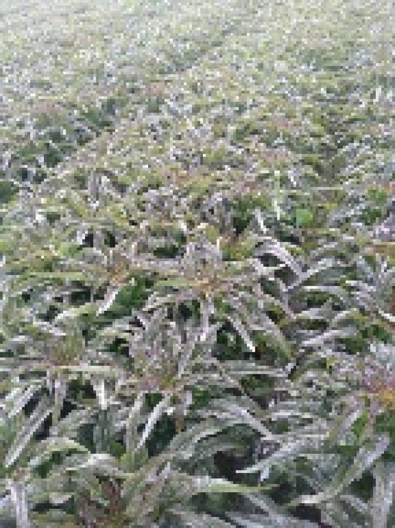 云南省莴笋苗，专业供基地，苗场直供，成活率高质量保证