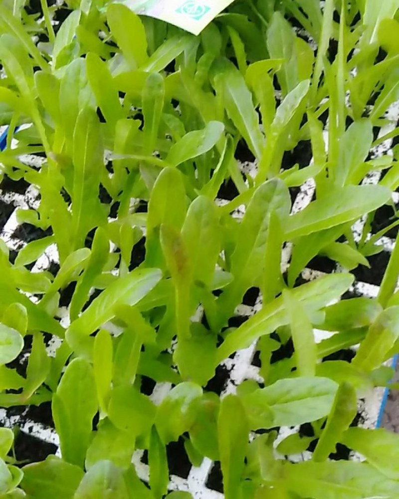 云南省莴笋苗，专业供基地，苗场直供，成活率高质量保证