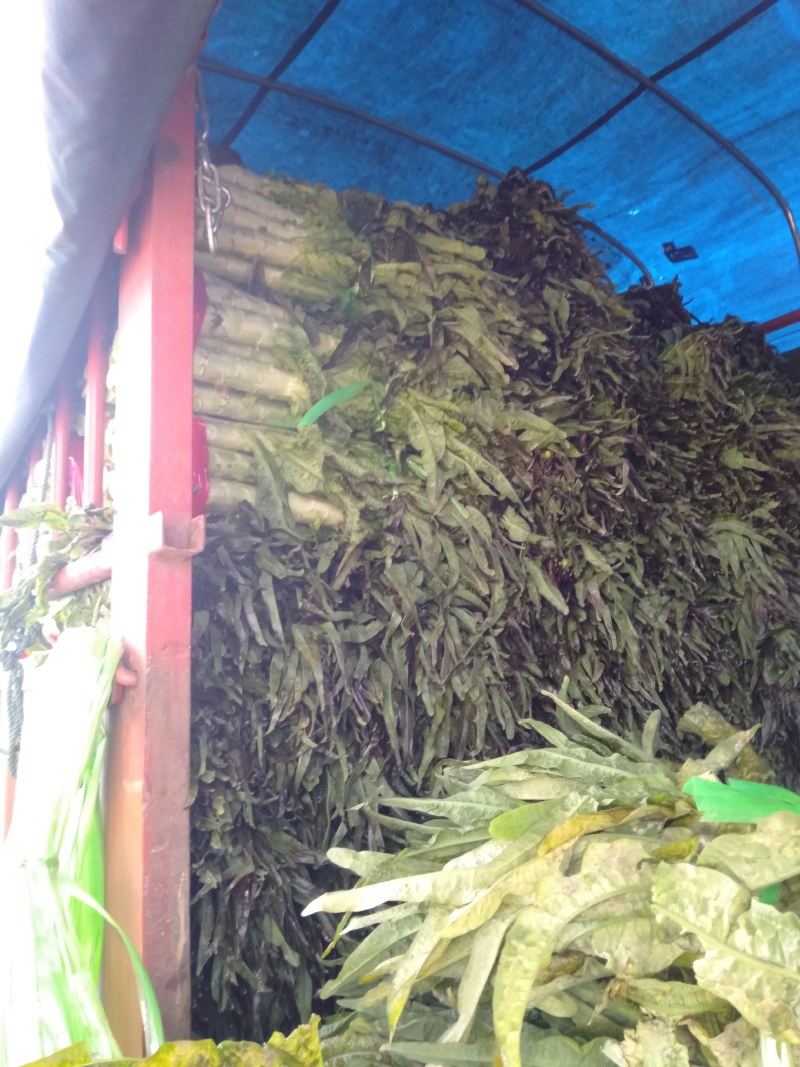 云南省莴笋苗，专业供基地，苗场直供，成活率高质量保证